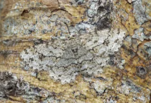 Down Prints: Engrailed moth (Ectropis crepuscularia) camouflaged on tree trunk, River Bann Banbridge