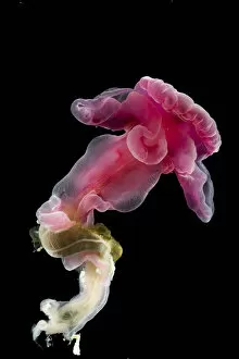 Deep Sea Gallery: Enteropneust worm / Acorn worm (Yoda purpurata) from the North Atlantic Ocean, southern