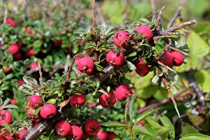 Invasive Prints: Entire-leaved cotoneaster (Cotoneaster integrifolius) an invasive species