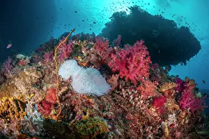 Climate Change Prints: An entirely bleached Anemone (Actiniaria) among colorful and non-bleached soft corals