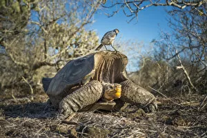 Images Dated 2nd June 2020: Epanola saddelback tortoise (Chelonoidis hoodensis), with Galapagos mockingbird