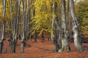 Epping Forest with ancient pollarded beech trees (Fagus sylvatica) Essex, November