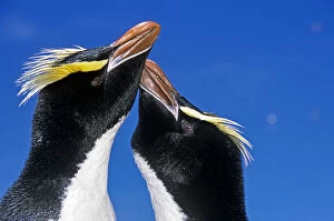 Affection Gallery: Erect-crested penguin (Eudyptes sclateri) pair in greeting display. Antipodes Island