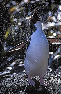 Eudyptes Prints: Erect-crested penguins (Eudyptes sclateri) bathing and preening prior to moulting