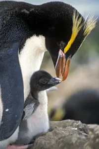 Erect-crested penguins (Eudyptes sclateri) feeding young chick