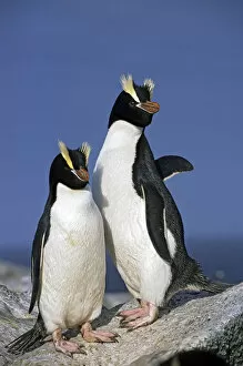 Images Dated 4th March 2015: Erect-crested penguins (Eudyptes sclateri) pair. Proclamation Island, Bounty Islands