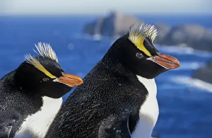 Erect-crested penguins (Eudyptes sclateri) pair on coast, Proclamation Island, Bounty Islands