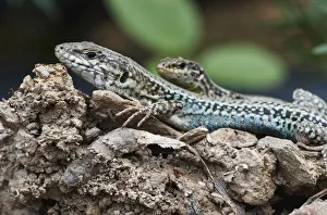 Images Dated 25th April 2009: Two Erhards wall lizards (Podarcis erhardii) Crete, Greece, April 2009