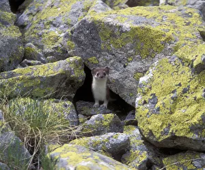 Ermine / Stoat (Mustella erminea) in highlands of the Northern Caucasus, Russian