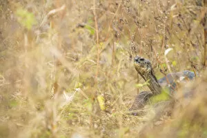 Images Dated 12th June 2020: Espanola giant tortoise (Chelonoidis hoodensis), in grasses, Santa Fe Island