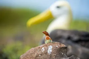 Espanola lava lizard (Microlophus delanonis) female with Waved albatross