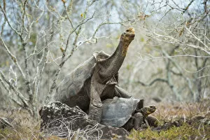 Images Dated 12th June 2020: Espanola saddelback tortoise (Chelonoidis hoodensis) pair mating, Espanola Island