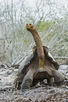 Espanola saddelback tortoise (Chelonoidis hoodensis), Espanola Island, Espanola Island