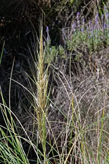 Almeria Prints: Esparto grass (Macrochloa tenacissima) flowerhead
