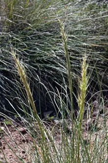 Almeria Prints: Esparto grass (Macrochloa tenacissima) flowerhead