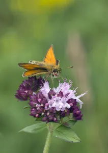 Essex skipper butterfly (Thymelicus lineola) male visiting flower, , Wiltshire, England