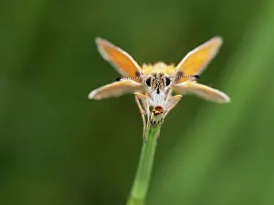 Lepidoptera Prints: Essex skipper (Thymelicus lineola) butterfly resting on plant stem