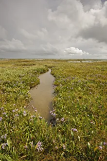 Established saltmarsh with Common sea lavender (Limonium vulgare) growing on saltmarsh