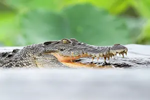 Crocodilian Prints: Estuarine crocodile (Crocodylus porosus) fishing in shallow water