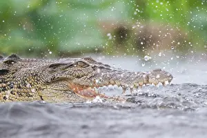 Crocodilian Prints: Estuarine crocodile (Crocodylus porosus) fishing in shallow water during monsoon rainfall
