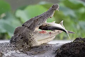 Crocodilian Prints: Estuarine crocodile (Crocodylus porosus) swallowing a Tarpon (Megalops cyprinoides) prey