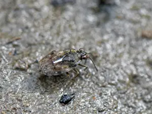 Neoptera Prints: Estuarine shore bug (Saldula palustris) walking on a salt marsh salt pan at low tide