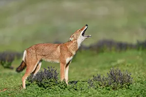 Simien Fox Prints: Ethiopian wolf (Canis simensis) calling
