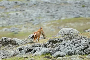 Ethiopian Wolf (Canis simensis) catching a big-headed African mole-rat