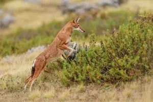 Simien Fox Prints: Ethiopian wolf (Canis simensis) hunting