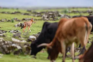 Simien Fox Prints: Ethiopian wolf (Canis simensis) hunting amongst cattle herd