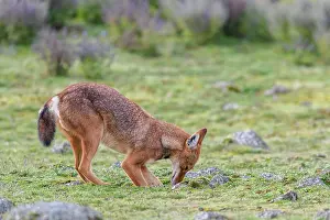 Simien Fox Prints: Ethiopian wolf (Canis simensis) hunting for rodents