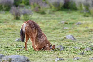 Simien Fox Prints: Ethiopian wolf (Canis simensis) hunting for rodents