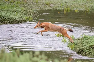 Simien Fox Prints: Ethiopian wolf (Canis simensis) jumping over stream