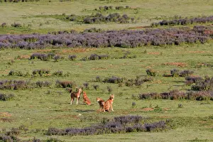 Simien Fox Prints: Ethiopian wolf (Canis simensis)