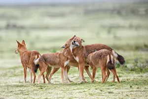 Simien Fox Prints: Ethiopian wolf (Canis simensis) pack members greeting each other in the morning