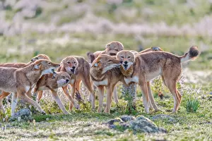 Simien Fox Prints: Ethiopian wolf (Canis simensis) pack members greeting each other in the morning