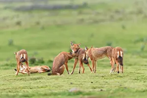 Simien Fox Prints: Ethiopian wolf (Canis simensis) pack members greeting each other in the morning