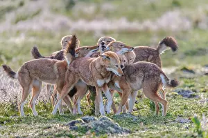 Simien Fox Prints: Ethiopian wolf (Canis simensis) pack members greeting each other in the morning