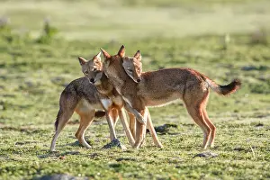 Simien Fox Prints: Ethiopian wolf (Canis simensis) pack members greeting each other in the morning