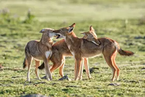 Simien Fox Prints: Ethiopian wolf (Canis simensis) pack members greeting each other in the morning