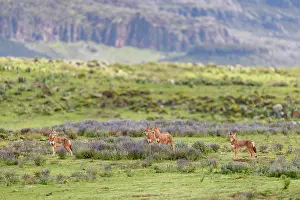 Simien Fox Prints: Ethiopian wolf (Canis simensis) pack members patrolling their territory borders