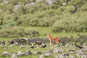Simien Fox Prints: Ethiopian wolf (Canis simensis) patrolling the pack's territory