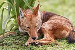 Simien Fox Prints: Ethiopian wolf (Canis simensis) resting