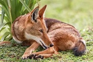 Simien Fox Prints: Ethiopian wolf (Canis simensis) resting