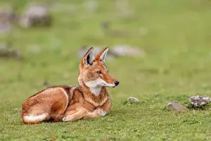 Simien Fox Prints: Ethiopian wolf (Canis simensis) resting on grass