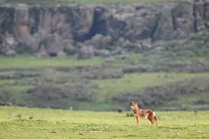Ethiopian wolf (Canis simensis) standing in grassland with mountains behind, Bale Mountains National Park, Ethiopia. Endangered