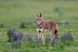 Labiatae Prints: Ethiopian wolf (Canis simensis) standing in grassland among Rift valley sage (Salvia merjamie)