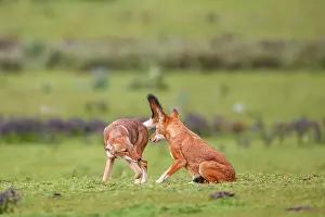 Simien Fox Prints: Ethiopian wolf (Canis simensis) subordinate (on the left) greeting dominant female