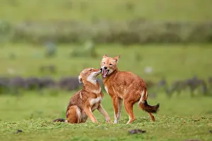 Simien Fox Prints: Ethiopian wolf (Canis simensis) subordinate (on the left) greeting dominant female