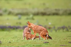 Simien Fox Prints: Ethiopian wolf (Canis simensis) subordinate (on the left) greeting dominant female
